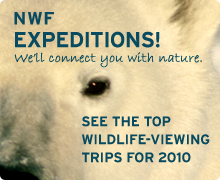 NWF Expeditions - see the top wildlife-viewing trips for 2010